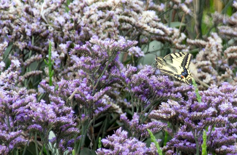 Swallowtail (Papilio machaon) on Common Sea-lavender (Limonium vulgare) Schor van Sint Annaland (ZL)