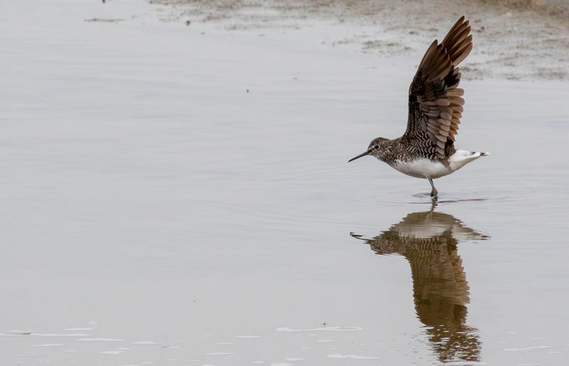 Green Sandpiper (Tringa ochropus) Oud-Vossemeer - Stinkgat (ZL)