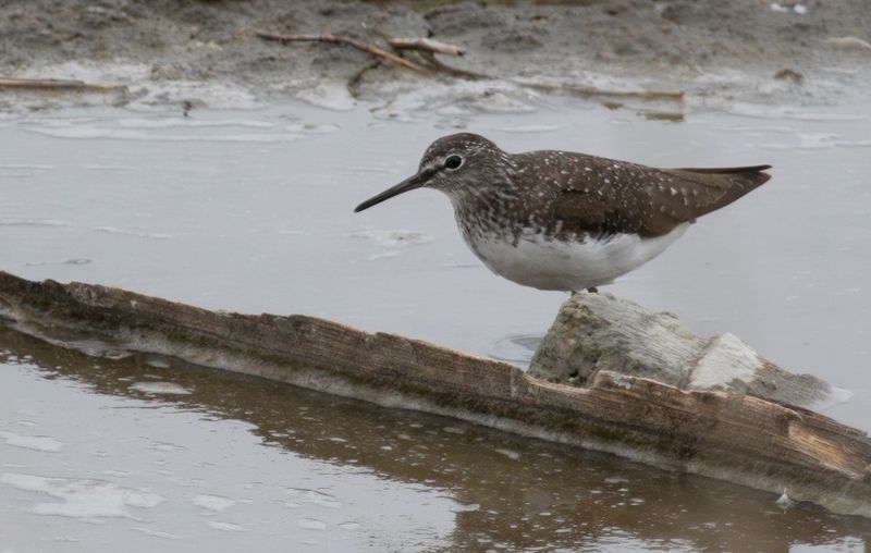 Green Sandpiper (Tringa ochropus) Oud-Vossemeer - Stinkgat (ZL)