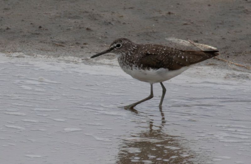 Green Sandpiper (Tringa ochropus)
