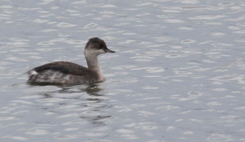Black-necked Grebe (Podiceps nigricollis) Berkel en Rodenrijs - Nieuwe Droogmaking (ZH)