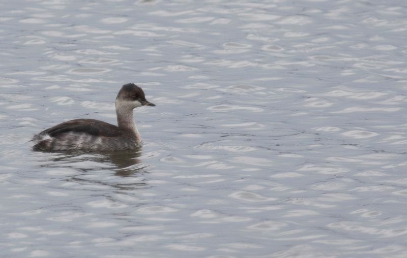 Black-necked Grebe (Podiceps nigricollis)
