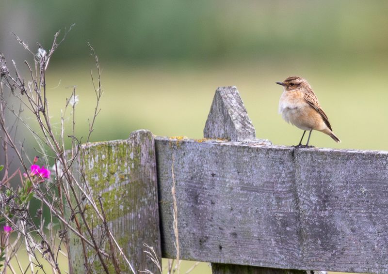 Birds of the Western Palearctic