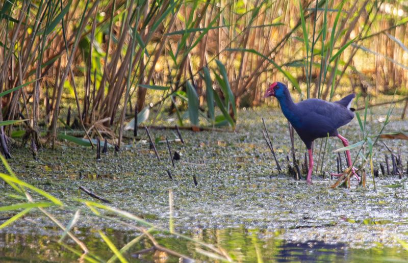 Western Swamphen (Porphyrio porphyrio) Eendragtspolder - Plasdrasgebied - Zevenhuizen (ZH)