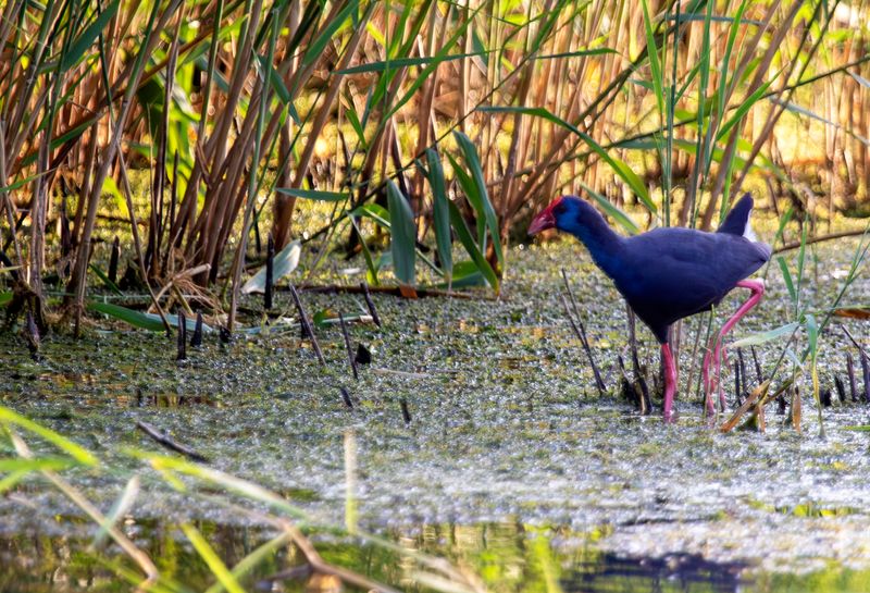 Western Swamphen (Porphyrio porphyrio) Eendragtspolder - Plasdrasgebied - Zevenhuizen (ZH)