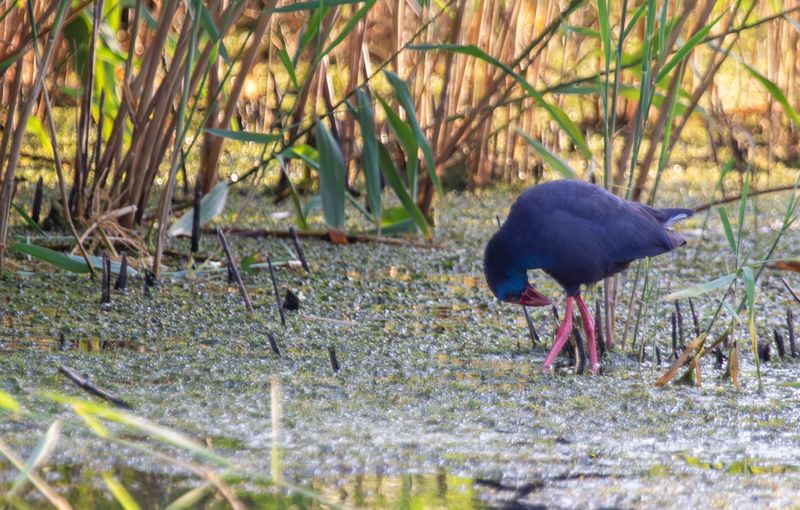 Western Swamphen (Porphyrio porphyrio) Eendragtspolder - Plasdrasgebied - Zevenhuizen (ZH)