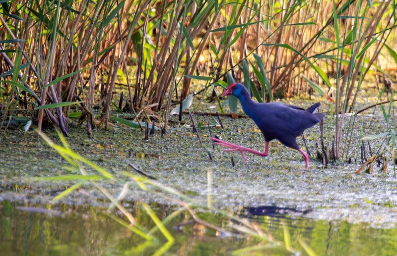 Western Swamphen (Porphyrio porphyrio) Eendragtspolder - Plasdrasgebied - Zevenhuizen (ZH)