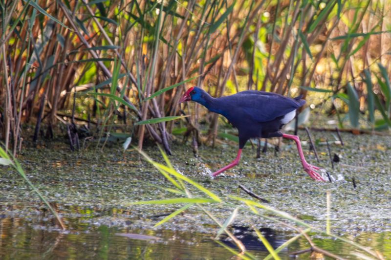 Western Swamphen (Porphyrio porphyrio) Eendragtspolder - Plasdrasgebied - Zevenhuizen (ZH)
