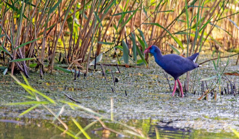 Western Swamphen (Porphyrio porphyrio) Eendragtspolder - Plasdrasgebied - Zevenhuizen (ZH)