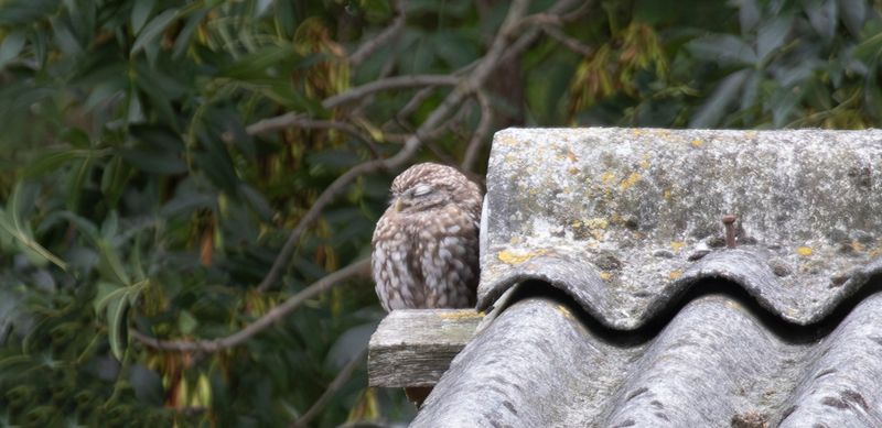 Little Owl (Athene noctua vidalii) Wilsveen (ZH) 