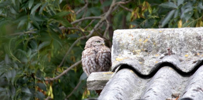 Little Owl (Athene noctua)