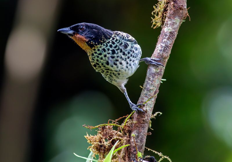 Rufous-throated Tanager (Ixothraupis rufigula) Comederos de Doña Dora, Valle del Cauca, Colombia