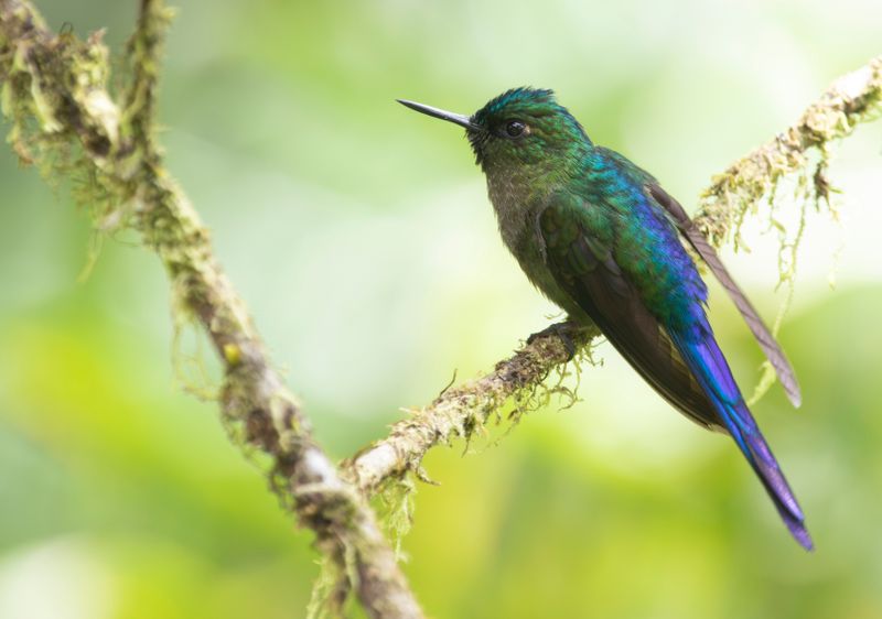 Violet-tailed Sylph (Aglaiocercus coelestis) Comederos de Doña Dora, Valle del Cauca, Colombia