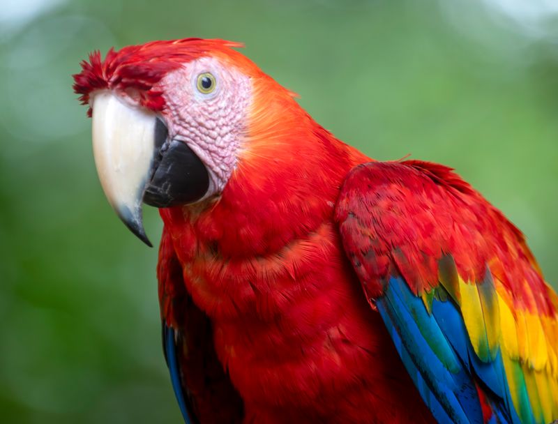 Scarlet Macaw (Ara macao)