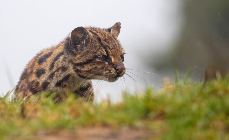 Oncilla, Northern Tiger Cat (Leopardus tigrinus pardinoides) Jardin, Caldas, Colombia