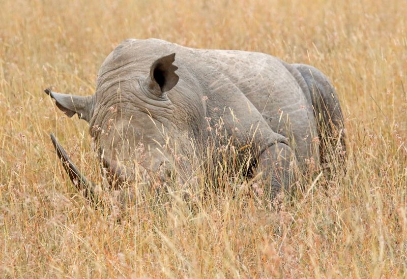 Southern White Rhinoceros (Ceratotherium simum simum) Nairobi National Park, Kenya