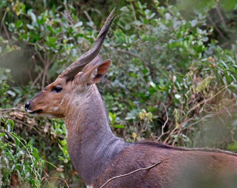 Bushbuck (Tragelaphus scriptus sylvaticus) Nairobi National Park, Kenya