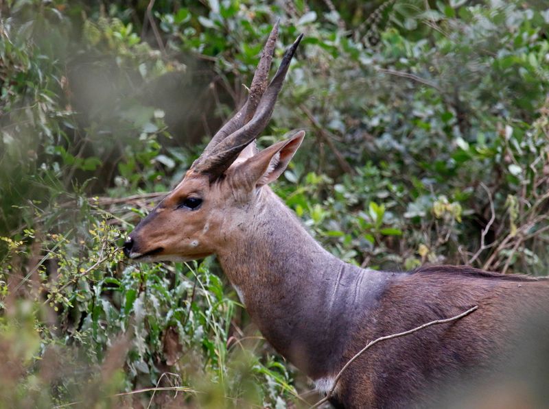 Nairobi National Park