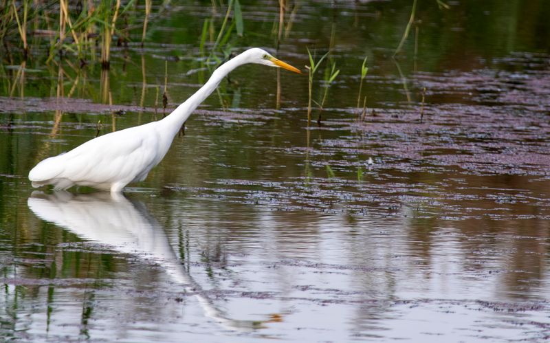 Birds & Nature Holland 2025