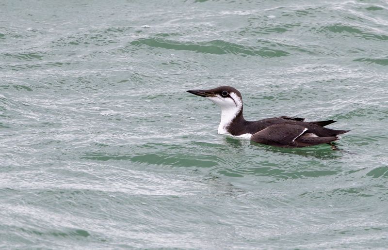 Common Murre or Guillemot (Uria aalge)