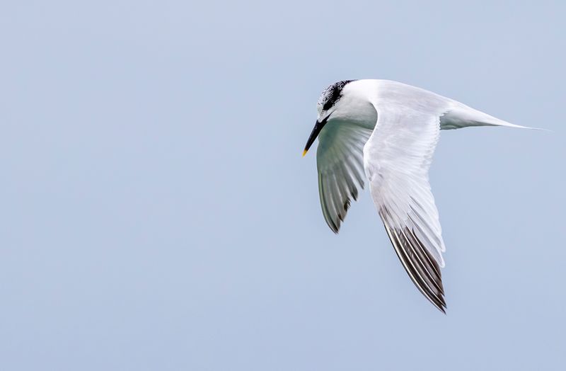 Sandwich Tern (Thalasseus sandvicensis) Brouwersdam (ZL) 