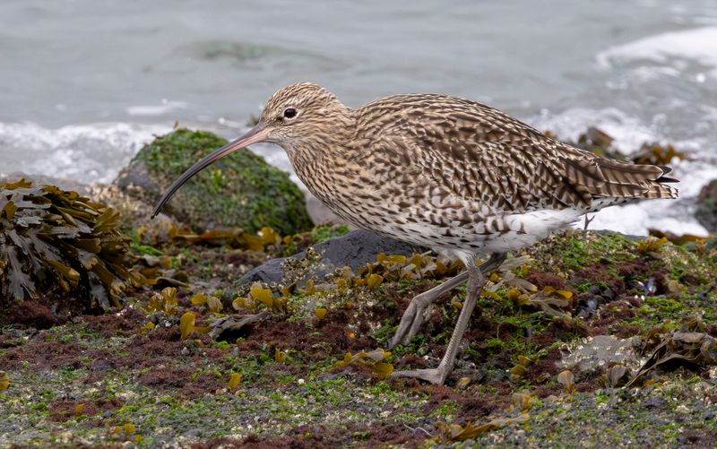 Eurasian Curlew (Numenius arquata) Brouwersdam (ZL)