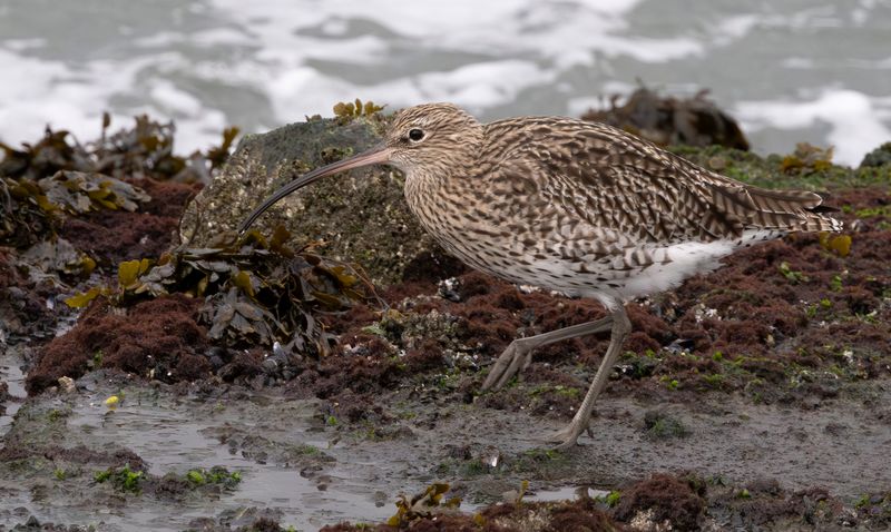 Eurasian Curlew (Numenius arquata)
