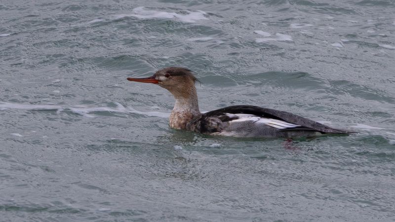 Red-breasted Merganser (Mergus serrator) Brouwersdam (ZL)