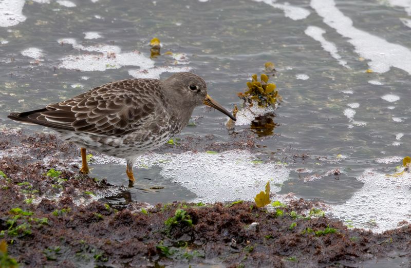 Purple Sandpiper (Calidris maritima) Brouwersdam (ZL)