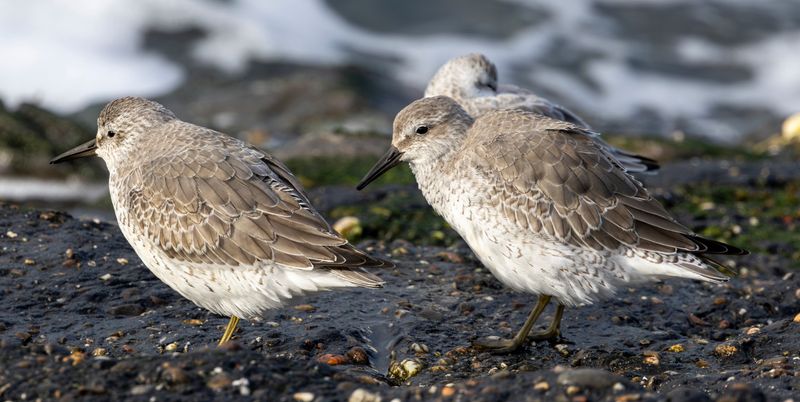 Red Knot (Calidris canutus) Brouwersdam (ZL)