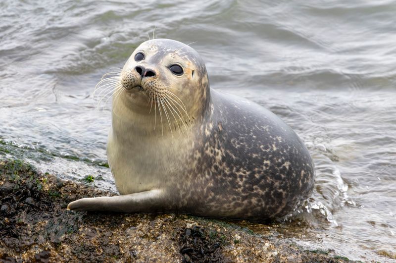 Eastern Atlantic Harbor Seal (Phoca vitulina vitulina) IJmuiden - Zuidpier (NH)