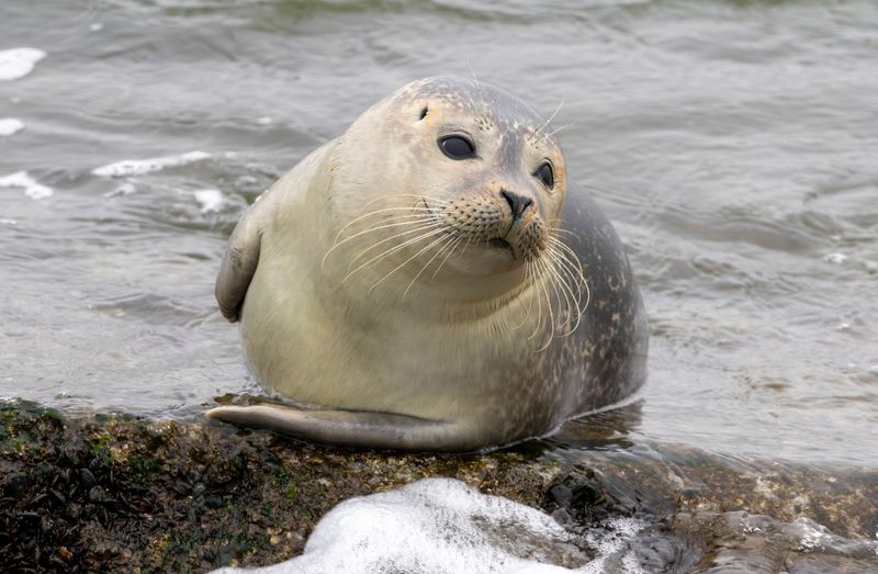 Eastern Atlantic Harbor Seal (Phoca vitulina vitulina) IJmuiden - Zuidpier (NH)