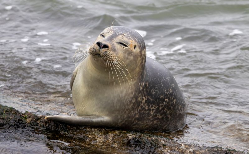 Eastern Atlantic Harbor Seal (Phoca vitulina vitulina) IJmuiden - Zuidpier (NH)