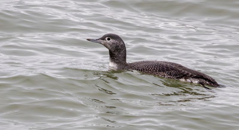 Birds & Nature Holland 2025