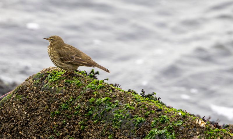 Rock Pipit (Anthus petrosus)