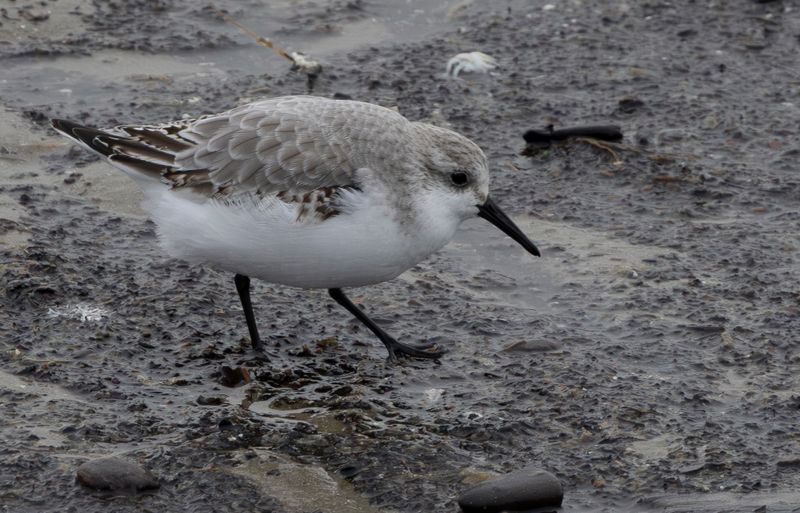 Sanderling (Calidris alba) IJmuiden - Zuidpier (NH)