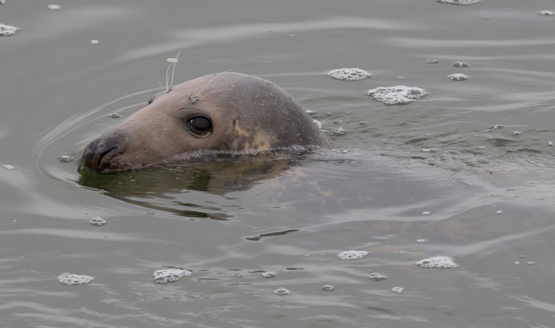 Grey Seal (Halichoerus grypus) IJmuiden - Zuidpier (NH)