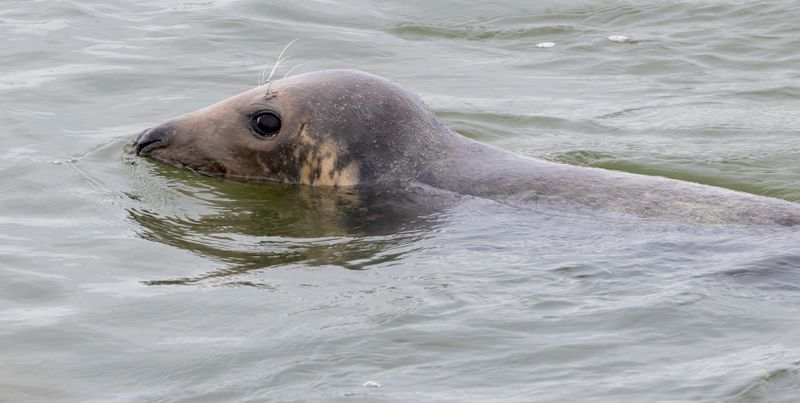 Grey Seal (Halichoerus grypus)