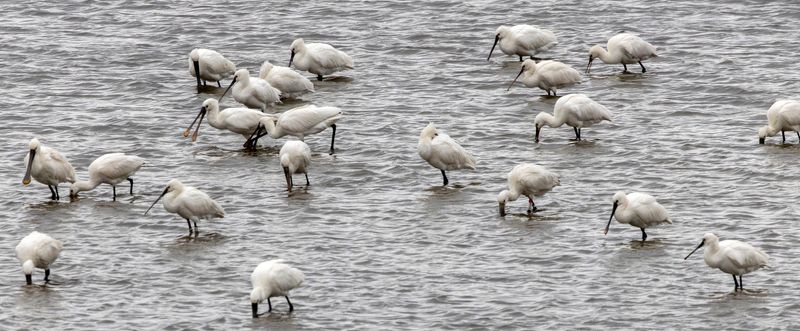 Eurasian Spoonbill (Platalea leucorodia) Kerkwerve - Flaauwers Inlaag (ZL) 
