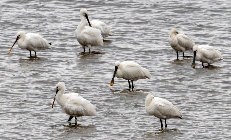 Eurasian Spoonbill (Platalea leucorodia) Kerkwerve - Flaauwers Inlaag (ZL) 