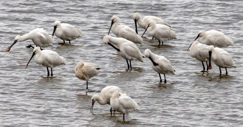 Eurasian Spoonbill (Platalea leucorodia)
