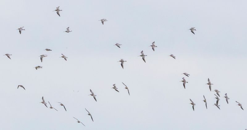 Bar-tailed Godwit (Limosa lapponica) Kerkwerve - Prunje Noord (ZL)