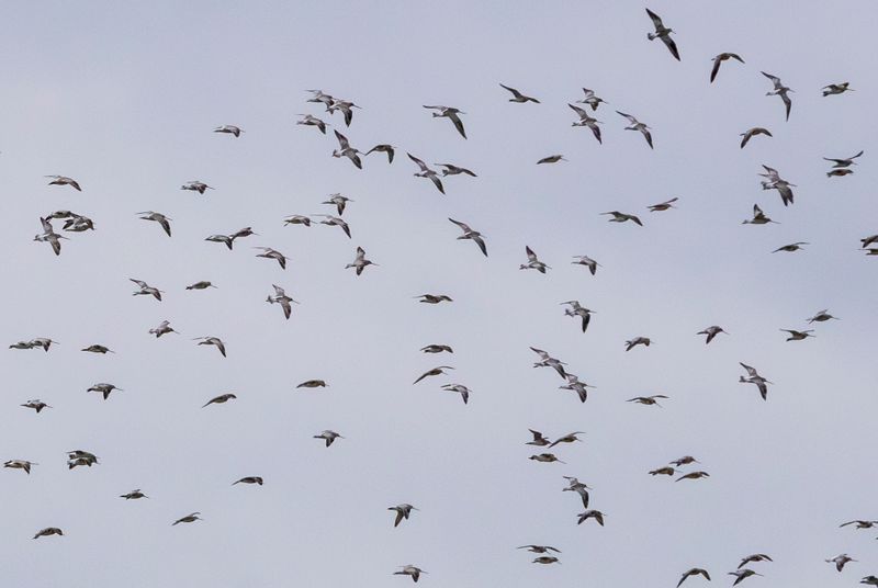 Bar-tailed Godwit (Limosa lapponica) Kerkwerve - Prunje Noord (ZL)