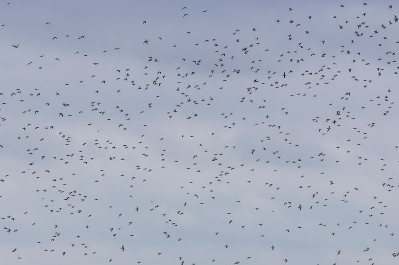 Bar-tailed Godwit (Limosa lapponica)