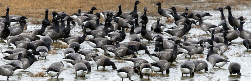 Brant (Branta bernicla) 