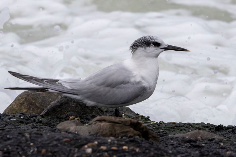 Sandwich Tern (Thalasseus sandvicensis) Brouwersdam (ZL)