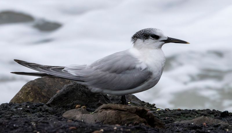 Birds & Nature Holland 2025