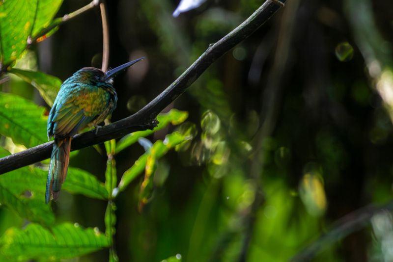 White-chinned Jacamar (Galbula tombacea) Bosque Bavaria, Meta, Colombia