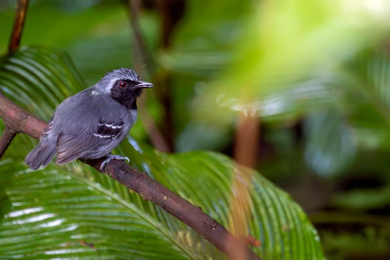 Black-faced Antbird (Myrmoborus myotherinus)