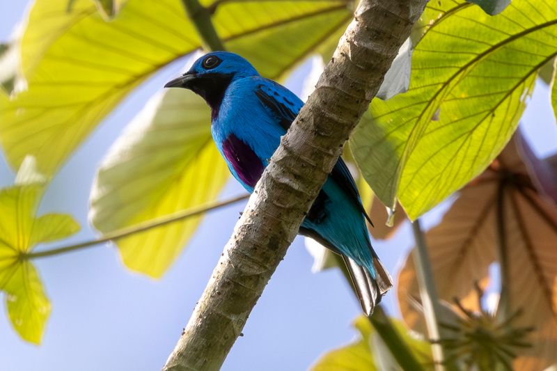 Blue Cotinga (Cotinga nattererii) Camino a El Salto, Darién, Panama